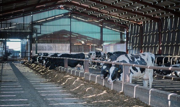 Cows feeding in a line eating a TMR mix at a bar on Willow Tree farm
